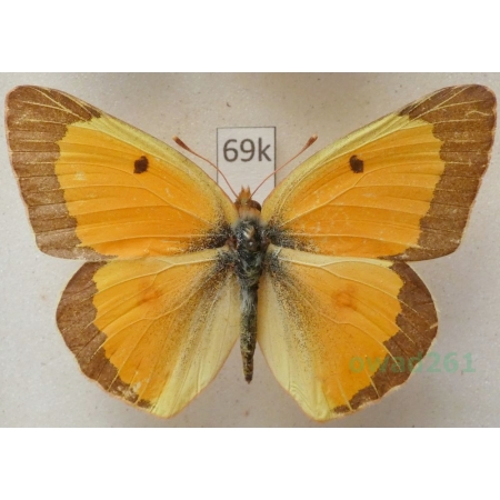 Colias eurytheme Boisduval, 1852 male USA69k